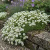 6x Saxifraga (A) Carpet White P9H20 Produktbild-Vorschau 2