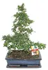 Bonsai Fukientee – Carmona microphylla – około 12–15 lat Podgląd zdjęcia produktu 2