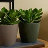Bloomique - Crassula Ovata Magical Tree - Roślina Jadeitowa Podgląd zdjęcia produktu 3