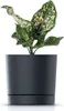 A potted plant with green and pink variegated leaves in a dark gray planter. Náhľad obrázku produktu
