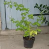 Black Moon schwarze Sommerhimbeere Produktbild-Vorschau 2