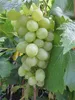 Vitis vinifera Müller Thurgau - Trauben mit einem leichtem Produktbild-Vorschau 2