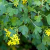Sada 3 žltých rebier (Ribes aureum) - výška 70 cm - 1,5 l Náhľad obrázku produktu 3