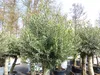 2x Olivenbaum Olive "60 Jahre" 200 - 240 cm, beste Produktbild-Vorschau 4