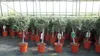 Olivenbaum Stamm Olive 80 - 100 cm hoch, beste Qualität, Produktbild-Vorschau 4