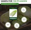 Zichoriensalat Zuckerhut Samen - Cichorium intybus - Produktbild-Vorschau 3