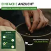 Schnittknoblauch Mehrjährig Samen - Allium tuberosum - Produktbild-Vorschau 4