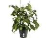 elho green basics Anzuchttopf 21cm - lebhaft schwarz Produktbild-Vorschau 6