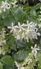 Trachelospermum jasminoides - Hviezdicový jazmín 80-100 cm Náhľad obrázku produktu 2