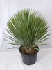[Palmenlager] XL Yucca rostrata 100/110 cm - Stamm 20/30 cm Produktbild-Vorschau 2