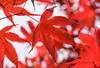 Acer palmatum 'Bloodgood', Japanischer Ahorn, tiefrot, Produktbild-Vorschau 7