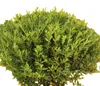Japonský drieň Ilex crenata Rezané vetvičky 35 - 40 cm Náhľad obrázku produktu 4
