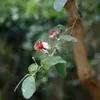 Ananasguave (Feijoa sellowiana)  - 20 Samen Produktbild-Vorschau 1