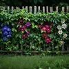 Passionsblume - 3 Stk - Passiflora hybridum - Höhe 25-40cm Produktbild-Vorschau 6