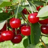 Jade (S) großfruchtige Sauerkirsche ertragreiche Sorte Produktbild-Vorschau 1