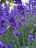 Bloomique - 12er Set - Lavandula Angustifolia - Lavendel Produktbild-Vorschau 9