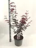 Acer palmatum 'Red Emperor' - Acero giapponese | 100-110 cm Anteprima dell’immagine prodotto 3