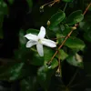 Jasmin - 3 Stk - Jasminum 'Officinale' - Höhe 25-40cm - Produktbild-Vorschau 4