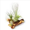 Tillandsia na mopane kore? - XXL - 5 rastlín Náhľad obrázku produktu 1