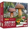 ADAMIGO Pexeso Grzyby Polski 07912 Náhled obrázku produktu 3
