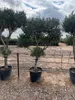 Sunny Tree - Olivenbaum Olea europaea Pompon – 20 Jahre Produktbild-Vorschau 3