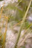 Panicum virgatum 'Northwind', Rutenhirse, aufrecht, 3-5 Produktbild-Vorschau 12
