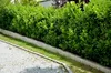 Stauden Gänge 1 x Prunus laurocerasus 'Novita' - Produktbild-Vorschau 5