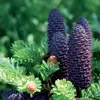 A close-up view of several dark purple fir cones on a branch with green needles. Produktbild-Vorschau