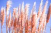 Close-up of pink pampas grass plumes against a blue sky. Produktbild-Vorschau