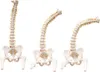 Anatomický model lidské páteře s pánví a stehenní kostí v Náhled obrázku produktu 3