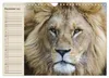 Löwen. Majestätische Kraft (Wandkalender 2027 DIN A4 quer), Produktbild-Vorschau 7