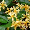 A close-up view of several yellow star-shaped flowers with green leaves. Podgląd zdjęcia produktu