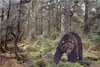 Wallario Poster - Gefährlicher Grizzlybär im Wald, Produktbild-Vorschau 1