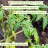 Kirschtomatenpflanze Mexikanische Honigtomate | Produktbild-Vorschau 4