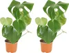 Bloomique - Lot de 2 - Monstera Deliciosa - Plante-gruyère Voir les images du produit 1