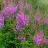 Bloomique - Zestaw 6 sztuk - Astilbe Chinensis Pumila - Podgląd zdjęcia produktu 1