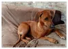 Rhodesian Ridgeback Augen-Blicke (Wandkalender 2027 DIN A3 Produktbild-Vorschau 12