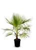 Sunny Tree - Palme - Washingtonia Robusta - Mexikanische Produktbild-Vorschau 1