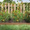 A garden scene with tomato plants growing along a wooden fence, with a metal garden border in the foreground. Produktbild-Vorschau