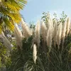 2x Cortaderia 'Pumila' - Pampasgras - Ziergräser - Produktbild-Vorschau 4