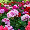 Bloomique - 6er-Mix - Pelargonium Zonale - Stehende Produktbild-Vorschau 3