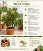 Ficus carica ‘Napolitana’ – drzewko figowe o wysokości Podgląd zdjęcia produktu 2