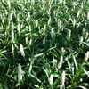 6 x Leliegras - Liriope muscari 'Monroe White' | Pot van Productafbeelding-voorbeeld 2