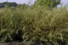 Rosmarinweide - Lavendelweide - Salix rosmarinifolia Produktbild-Vorschau 1