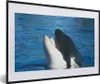 MuchoWow® MuchoWow® Gerahmtes Poster Orca nahe der Produktbild-Vorschau 1