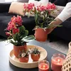 Kolibri Orchideen | Combi Deal von 2 roten Phalaenopsis Produktbild-Vorschau 6