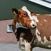 Halfter Cow verstellbar breit orange Produktbild-Vorschau 2