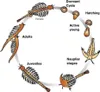 Diagram showing the life cycle of Aqua Dragons. Voir les images du produit