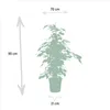Ficus Benjamina Danielle - Ø21cm - ↕95cm + Ficus Benjamina Produktbild-Vorschau 6