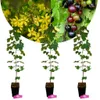 Sada 3 žltých rebier (Ribes aureum) - výška 70 cm - 1,5 l Náhľad obrázku produktu 1